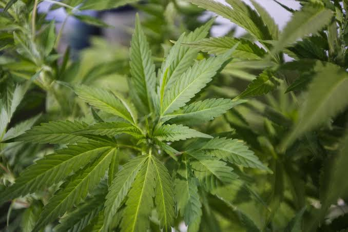 Cannabis Coalition
